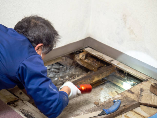 Best Mold Testing  in Rouse, CA