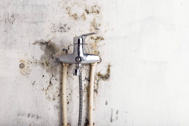 Best Mold Damage Repair  in Rouse, CA