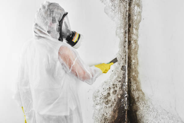 Best Fast Mold Removal  in Rouse, CA