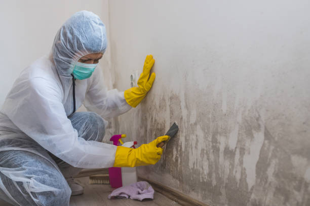 Best Toxic Mold Removal  in Rouse, CA