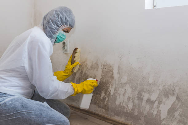 Best Professional Mold Removal  in Rouse, CA